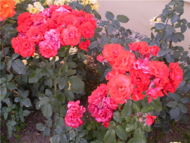 ruža floribunda